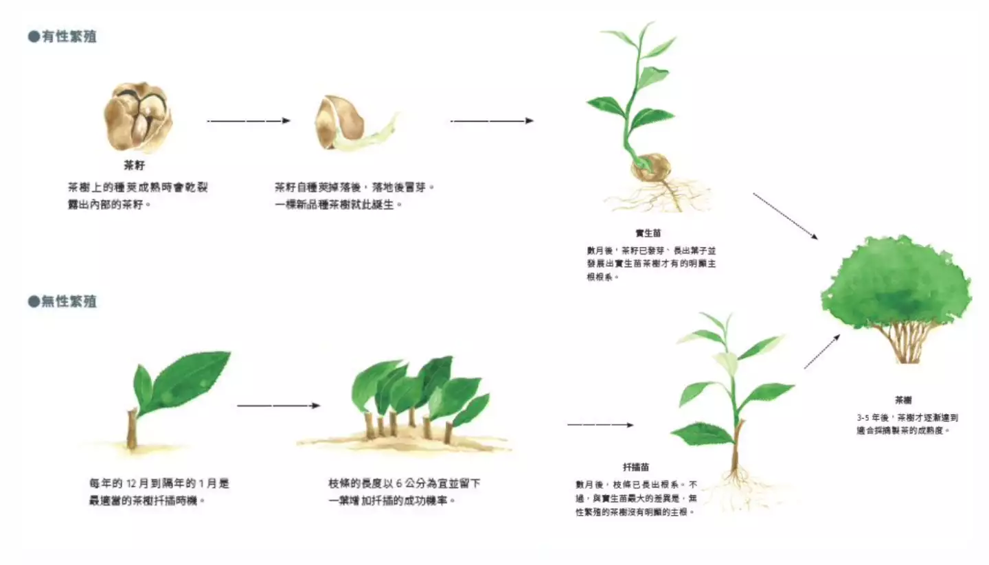 茶樹的繁衍方法。圖片來源：幸福文化提供，由廖增翰插畫。