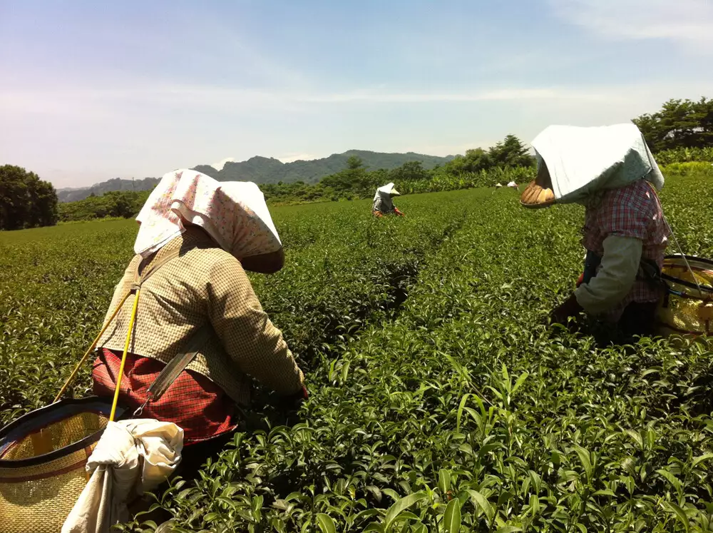 在台東鹿野的林旺茶廠，讓離題旅行的旅人學習採茶。圖片來源：寫樂文化授權。