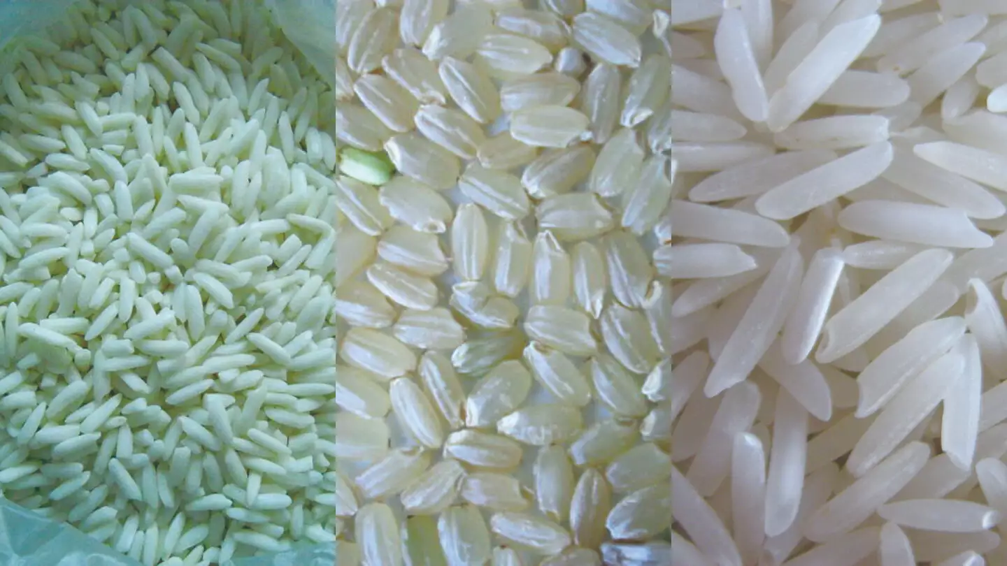 由左至右分別為：糯稻、粳稻及秈稻。圖片來源：貓頭鷹出版提供。