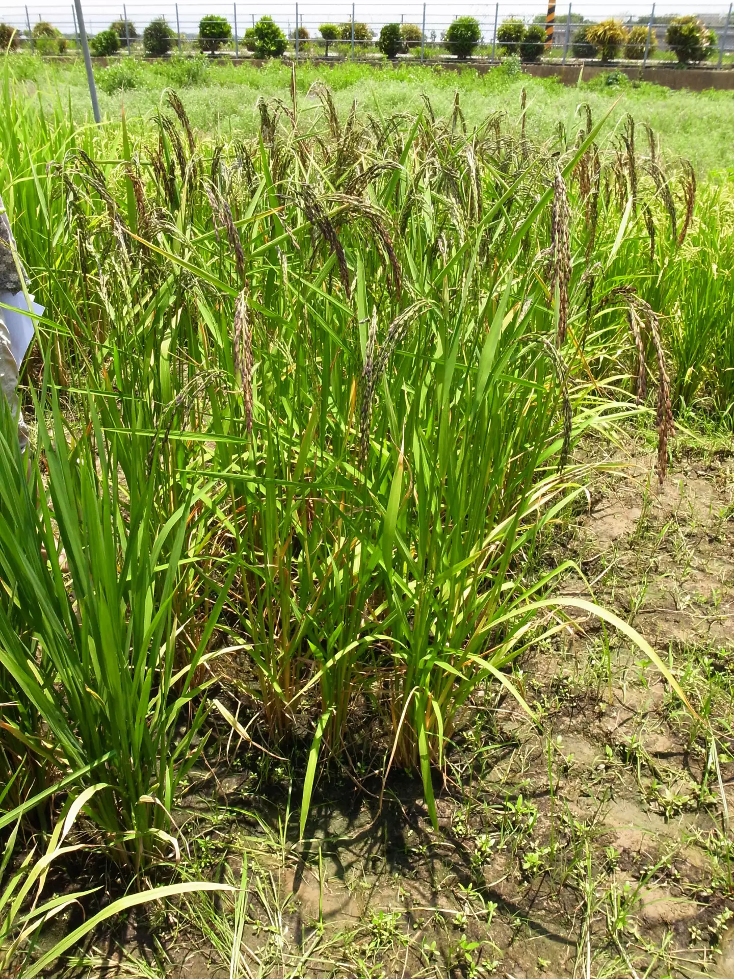 圖為山地陸稻。陸稻和水稻都是亞洲栽培稻 (Oryza sativa)，只是種在水田的叫水稻，種植在旱地的就是陸稻了。圖片來源：邢禹依。